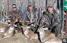 Whitetail Deer
