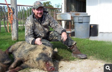 Feral Hog