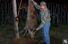 Feral Hog