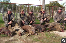 Feral Hog