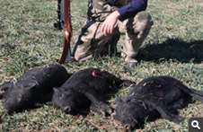 Feral Hog