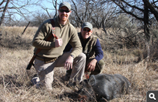 Feral Hog