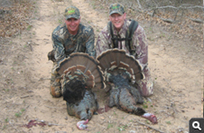 Spring Turkey