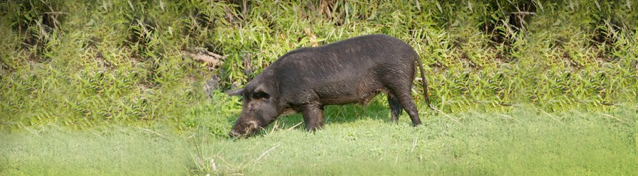 Feral Hog Hunting