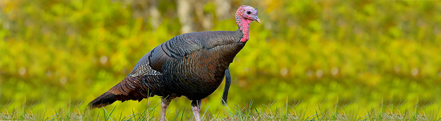 Spring Turkey Hunting